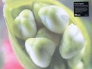 Fiona Apple Extraordinary Machine Sealed 2LP 180gm VMP Agapanthus Green Vinyl