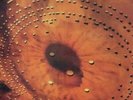 Catherine Wheel - Ferment - New Vinyl Record - Preorder - R4S