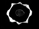 Epidermis – Genius Of Original Force  / Garden Of Delights – LP 046 Neu