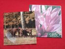 KATE BUSH babooshka NM RARE 1980 POLISH FLEXI Tonpress