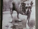 Alice in chains self-titled viny LP l tri-pod new & sealed free shipping