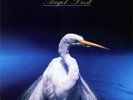 Faith No More Angel Dust New Sealed Vinyl Plastic Tear Sleeve Wear
