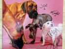 Lottery Winners - Debut LP, Signed, Pink Vinyl - Signed By All Bandmembers