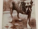 Alice In Chains - III (2 x Vinyle, LP, Green, Gatefold)