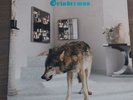 Grinderman-Grinderman- 2 x 12