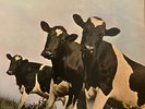 Pink Floyd Atom Heart Mother 1976 LP, SHVL 781 3rd Press made Great Britain VG +