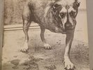 Alice In Chains Tripod Self Titled 1995 Vinyl Record C2 67248