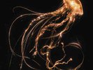 Royal Blood - Back To The Water Below | [Clear Vinyl LP] | Warner