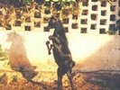 Will Oldham Joya (Vinyl) 12