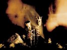 Pearl Jam - Riot Act [ Vinyl LP] 