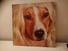 PAUL LEARY THE HISTORY OF DOGS LP VINYL RECORD