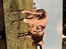 Pink Floyd - Atom Heart Mother LP - Harvest SKAO 382 EX PLUS CLEAN COVER