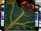 Catapilla -Changes-, UK prog. German 1st.Press Swirl Vertigo 1972