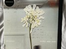 Signed DAUGHTER Stereo Mind Game Eco Coloured Vinyl LP + SIGNED PRINT & BONUS CD