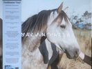 Salvia Palth ‎– Melanchole Vinyl Limited Edition - Reissue Mint 2022 NEW SEALED
