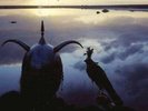 Roxy Music - Avalon LP NEW 2017 REISSUE