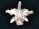 Kings Of Leon - Aha Shake Heartbreak vinyl LP NEW/SEALED IN STOCK