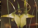 PSYCHIC TV - Dreams Less Sweet, Some Bizarre, 1983 12