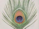 XTC Apple Venus - Volume 1 (Vinyl) 12