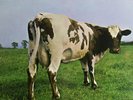 PINK FLOYD - ATOM HEART MOTHER - DE 74 - NM