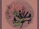 Amos Lee Honeysuckle Switches The Songs of Lucinda Williams rsd 2023 blackfriday