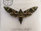 COWBOY JUNKIES SUCH FEROCIOUS BEAUTY LP GREEN VINYL LIMITED EDITION SEALED