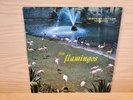 Flamingos 
