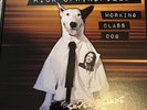Autographed Rick Springfield Working Class Dog Super Deluxe Box Set Hand Signed