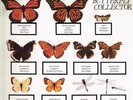 THE JAM - THE BUTTERFLY COLLECTOR NEW YORK 1980 2LP