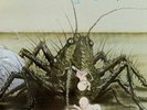 Operation by Birth Control (Record, 2022)