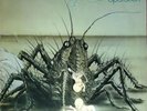 Birth Control Operation 1ST PRESS, 5-DIGIT CAT# NEAR MINT Ohr Vinyl LP