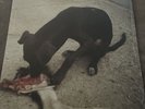 Slowthai Runt EP - New Sealed