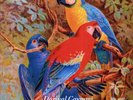 Dorival Caymmi - Brazilian Classics