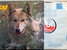 DARRYL WAY'S WOLF - 