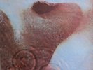 Pink Floyd Meddle Australia pressing 12'' vinyl Lp 1971 rock Harvest label