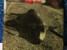 PEARL JAM Who Killed Rudolph? 1992 Limited Edition GRUNGE Xmas 7