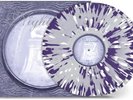Nightwish - OZ ( Lim. Ed (2024) 2 LP Splatter Vinyl Pre Order