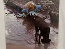 GOOSE CREEK SYMPHONY Do Your Thing But Don't Touch Mine COLUMBIA LP SEALED PROMO