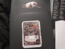 Napalm Death Apex Predator Limited Red Vinyl