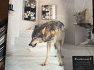 Grinderman Grinderman 2 Lp Near Mint