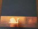 Van Morrison Avalon Sunset Vinyl LP  1st Press  839262  1/ 2 Polydor 1989 Used