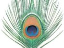 XTC - Apple Venus Volume One - New Vinyl Record - K600z