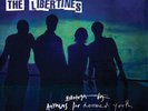 The Libertines Anthems For Doomed Youth Virgin EMI Records Vinyl LP