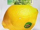 Fools Garden Lemon Tree Vinile Lp 10