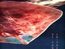 Enitokwa - Re-Promo (Vinyl 2x12