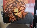 Janet Jackson The Velvet Rope Limited Edition Deep Red Color Vinyl 2 LP  Record