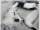 DONALD BYRD FREE FORM BLUE NOTE BST84118 JAPAN VINYL LP