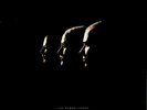 The Human League - Octopus LP (SEALED** 2020 Vinyl) Reissue 1995 Album Synth Pop