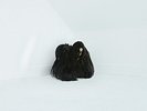 Chelsea Wolfe - Hiss Spun [New Vinyl LP]