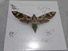 Cowboy Junkies Such Ferocious Beauty AUTOGRAPHED SIGNED Green vinyl NEW Country
